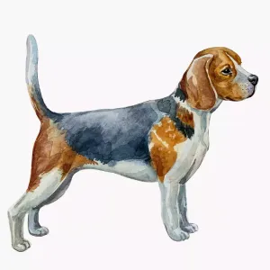 Dyreplakat Hund - A4 (21 x 29,7 cm.)