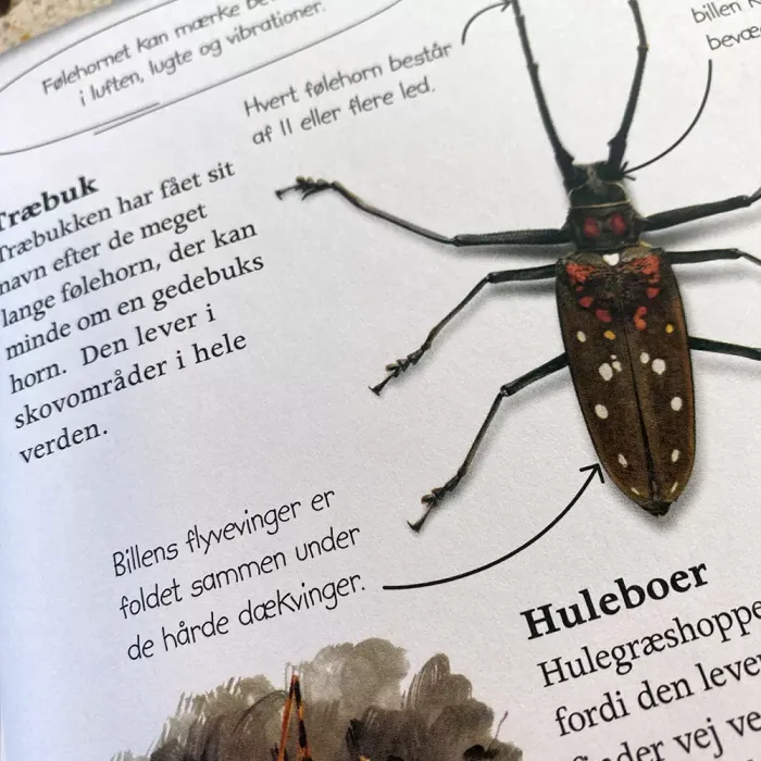 Globe Ud i naturen — Insekter og edderkopper