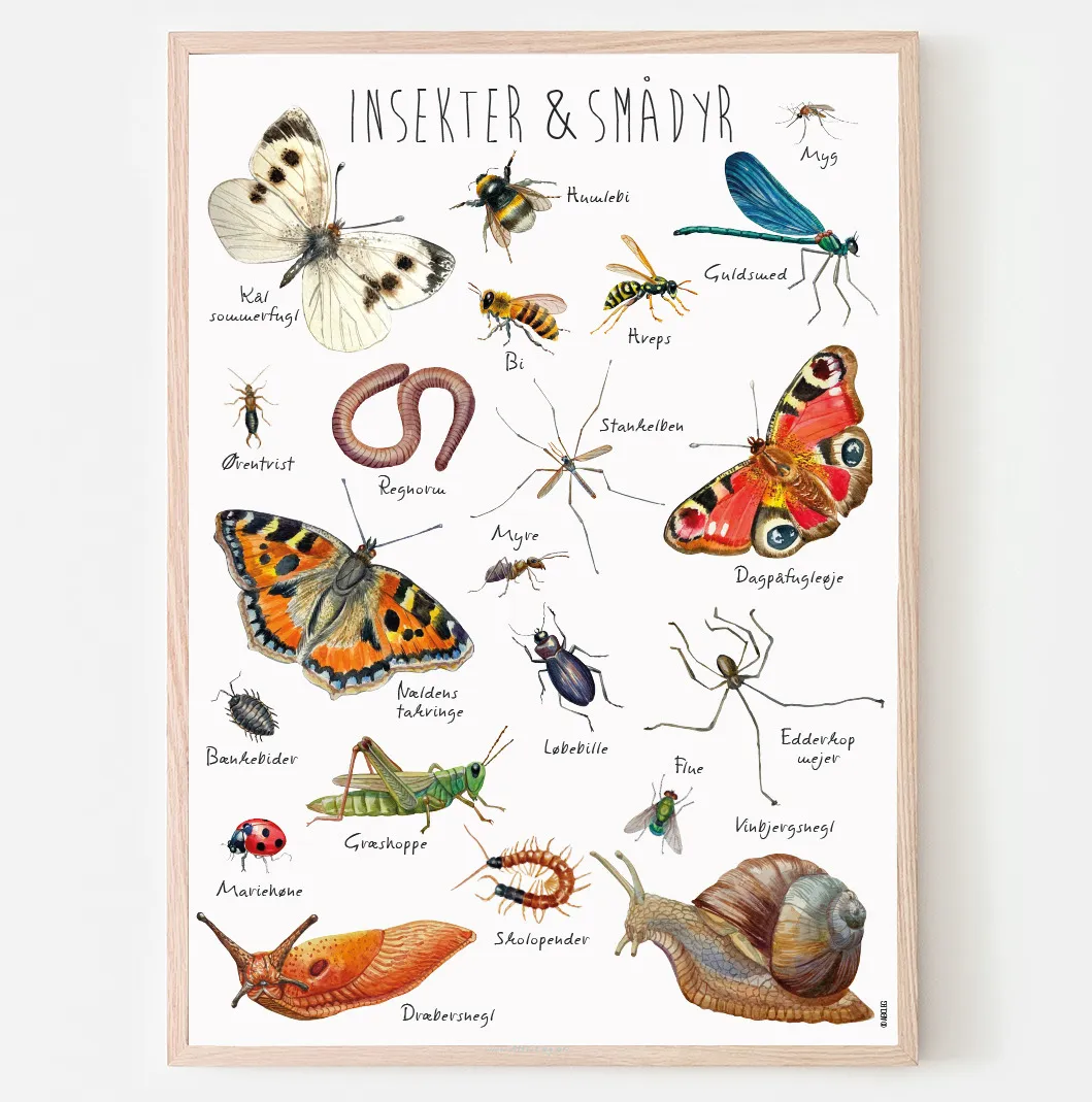 Abcleg Plakat - Insekter & smådyr i haven 99-PlaInsekt