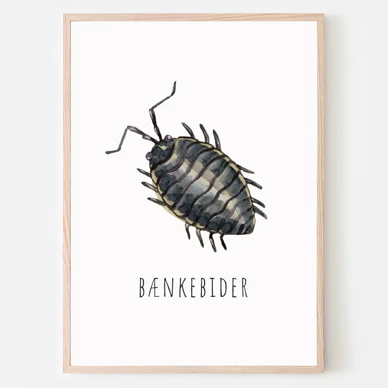 Dyreplakat bænkebidder - A4 (21 x 29,7 cm.) bænkebidder