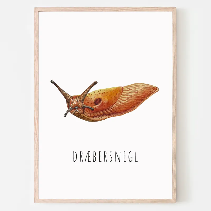 Dyreplakat dræbersnegl - A4 (21 x 29,7 cm.) dræbersnegl