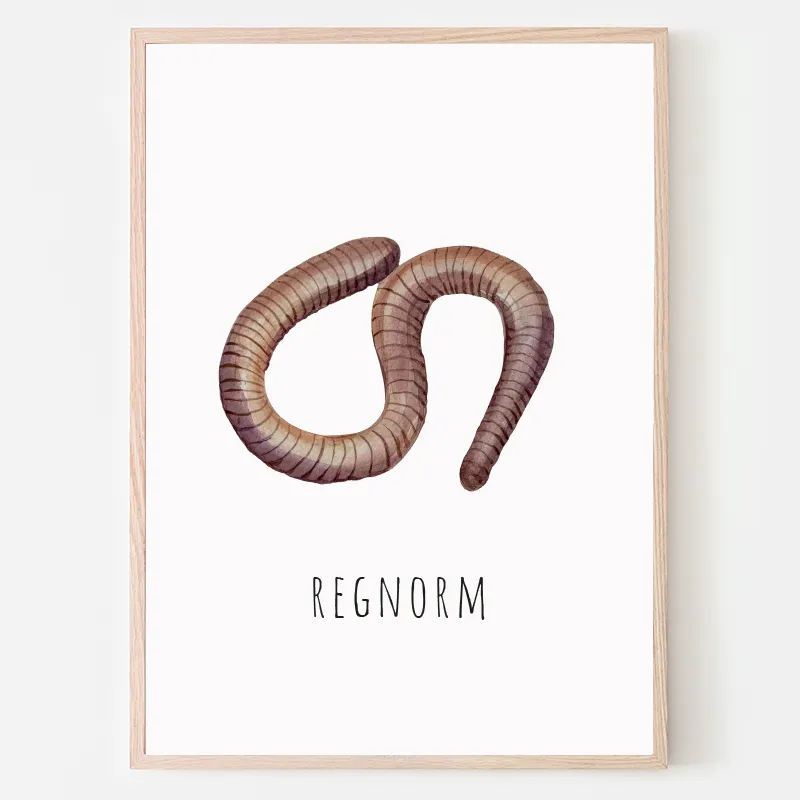 Dyreplakat regnorm - A4 (21 x 29,7 cm.) regnorm