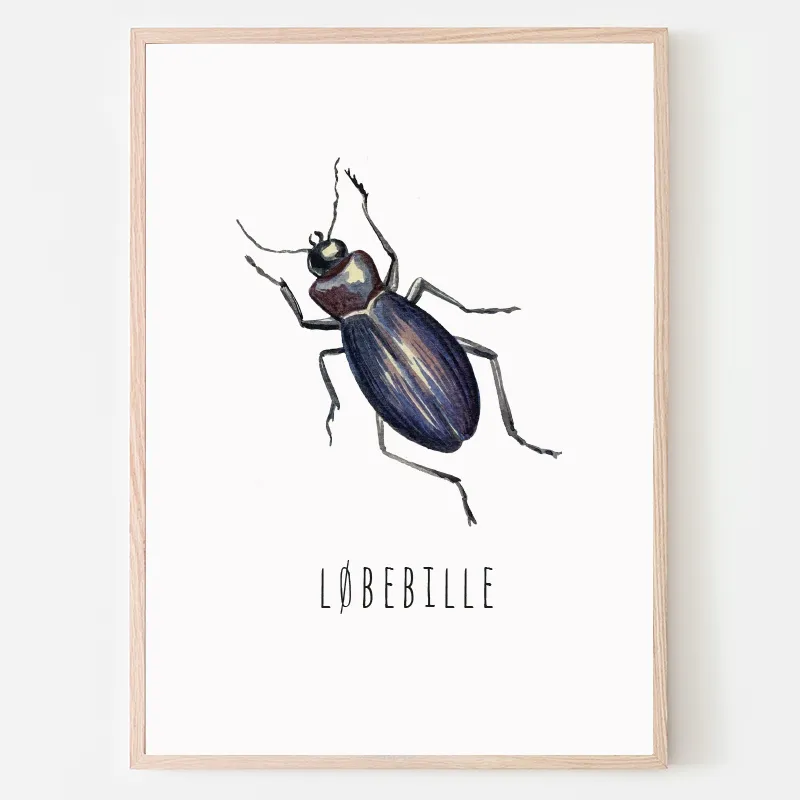 Dyreplakat Løbebille - A4 (21 x 29,7 cm.) Løbebille