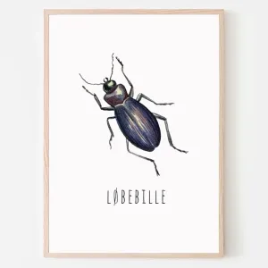 Dyreplakat Løbebille - A4 (21 x 29,7 cm.) Løbebille