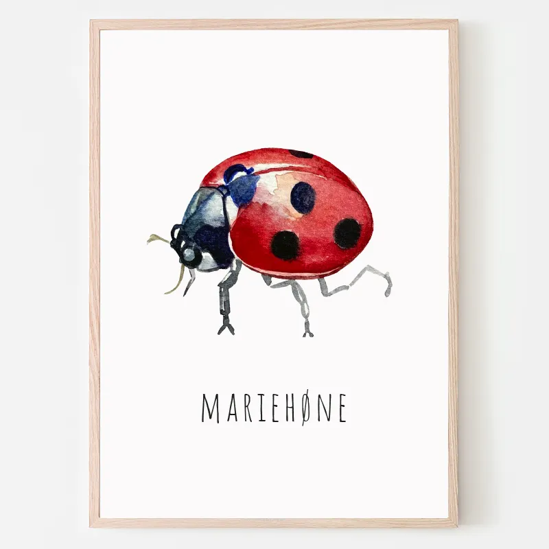 Dyreplakat Mariehøne - A4 (21 x 29,7 cm.) Mariehøne