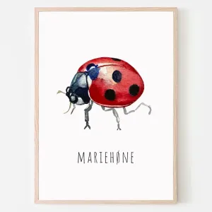 Dyreplakat Mariehøne - A4 (21 x 29,7 cm.) Mariehøne