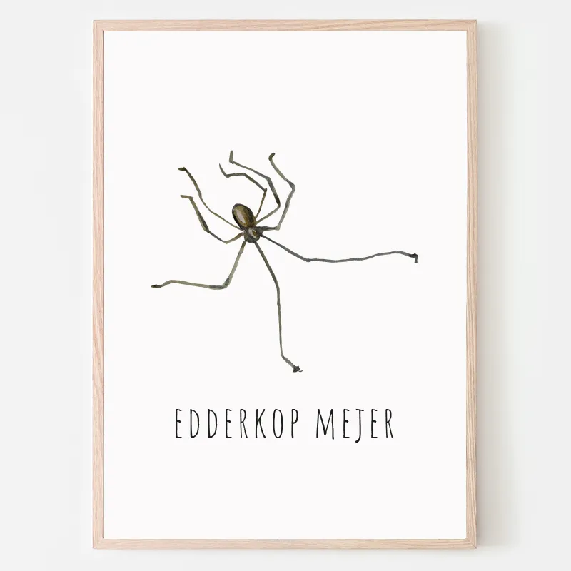 Dyreplakat Edderkop - A4 (21 x 29,7 cm.) Edderkop