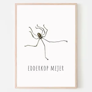 Dyreplakat Edderkop - A4 (21 x 29,7 cm.) Edderkop