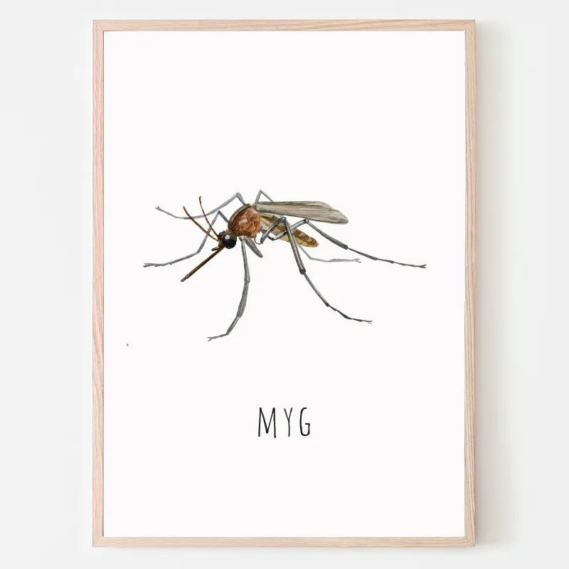 Dyreplakat Myg - A4 (21 x 29,7 cm.) Myg