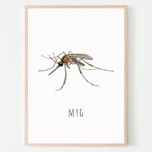 Dyreplakat Myg - A4 (21 x 29,7 cm.) Myg