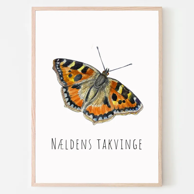 Dyreplakat Sommerfugl Nældens Takvinge - A4 (21 x 29,7 cm.) NældensTakvinge