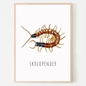 Dyreplakat Skolopender - A4 (21 x 29,7 cm.) Skolopender
