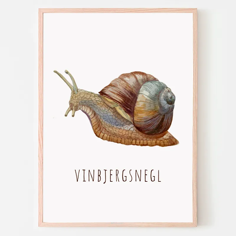 Dyreplakat Vinbjergsnegl - A4 (21 x 29,7 cm.) Vinbjergsnegl