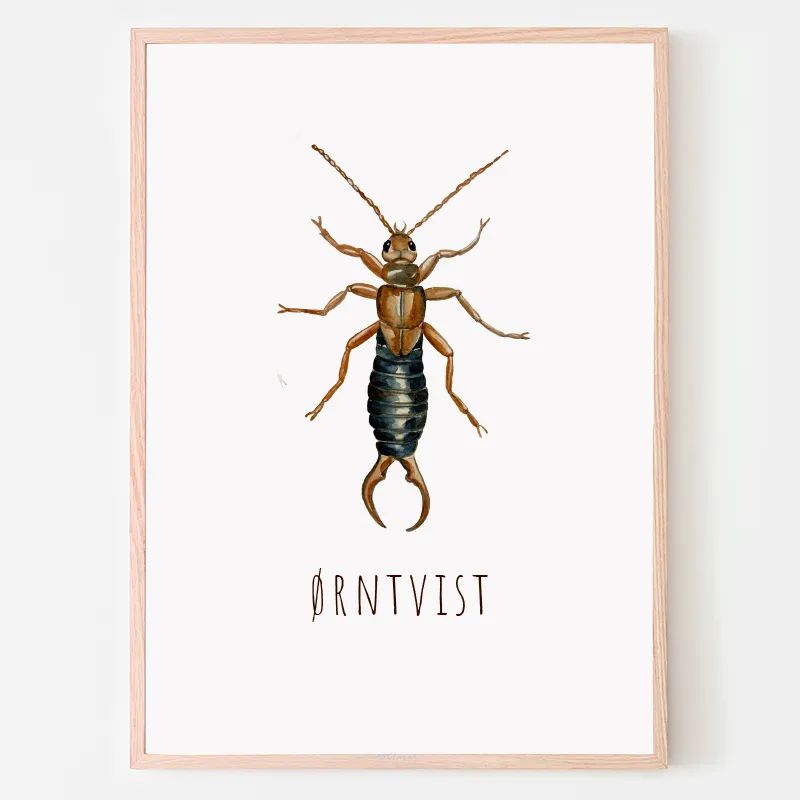 Dyreplakat Ørntvist - A4 (21 x 29,7 cm.) Ørntvist