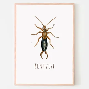 Dyreplakat Ørntvist - A4 (21 x 29,7 cm.) Ørntvist