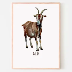 Dyreplakat Ged - A4 (21 x 29,7 cm.) Ged