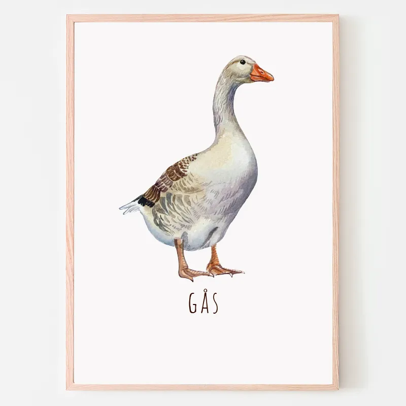 Dyreplakat Gås - A4 (21 x 29,7 cm.) Gås