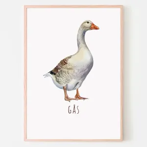 Dyreplakat Gås - A4 (21 x 29,7 cm.) Gås