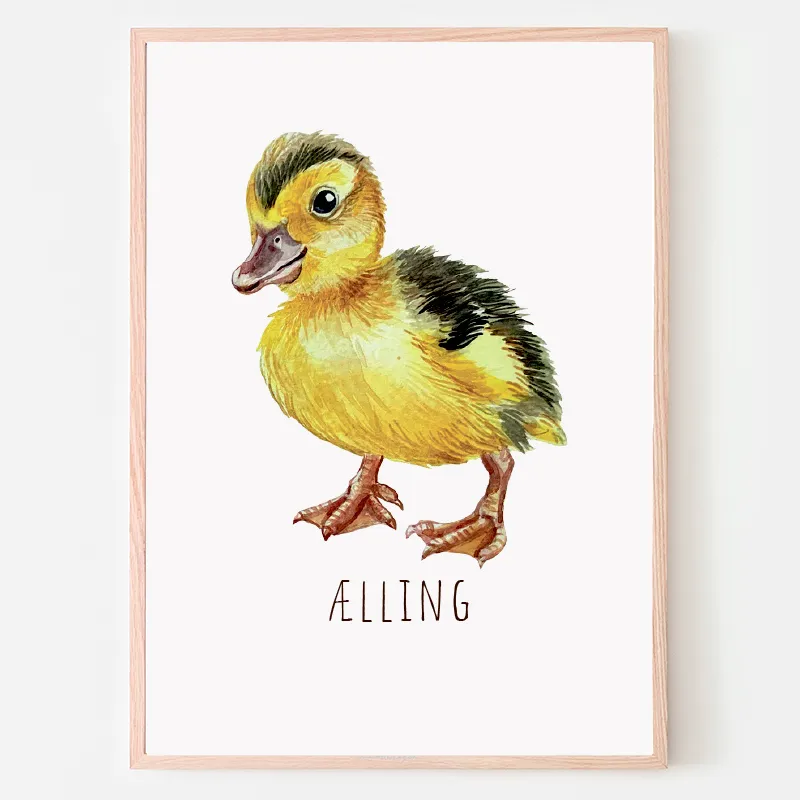 Dyreplakat Ælling- A4 (21 x 29,7 cm.) Ælling