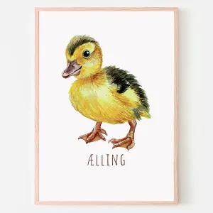 Dyreplakat Ælling- A4 (21 x 29,7 cm.) Ælling