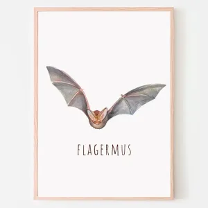 Dyreplakat Flagermus - A4 (21 x 29,7 cm.) Flagermus