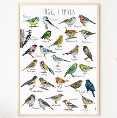 ABCLeg Plakat - Fugle i haven 99-Fugleplakat